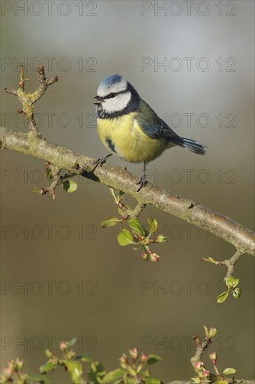 Blue Tit