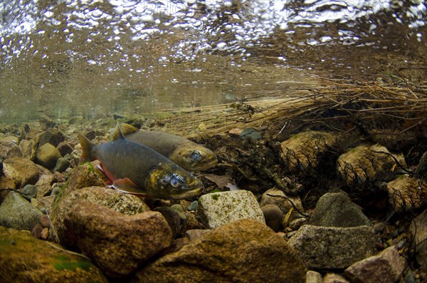 Arctic char