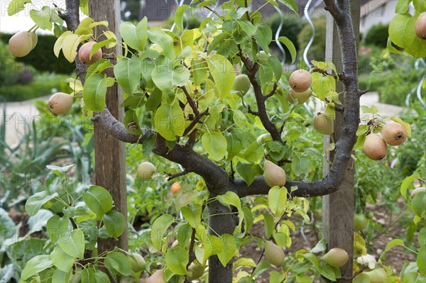 Common european pear