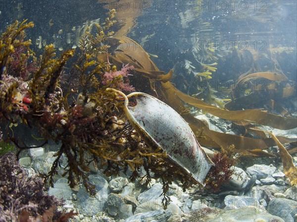 Small-spotted catshark