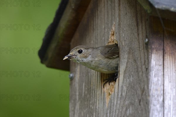 European pied flycatcher