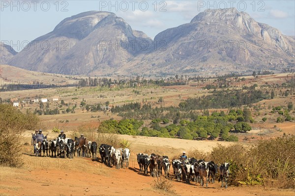 Malagasy cattle herders