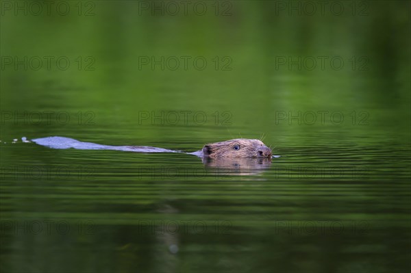 Eurasian beaver