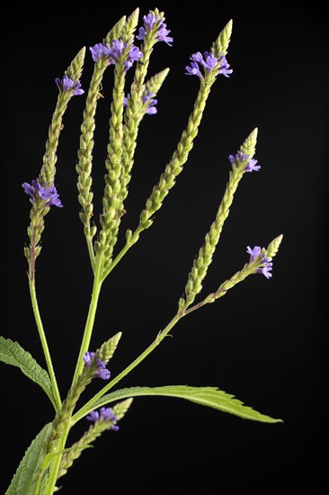 Vervain