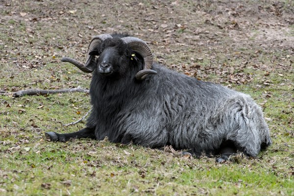 Heidschnucke moorland sheep ram