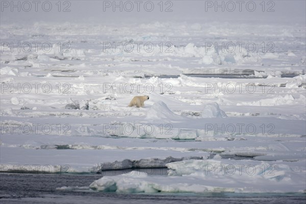 Lone polar bear