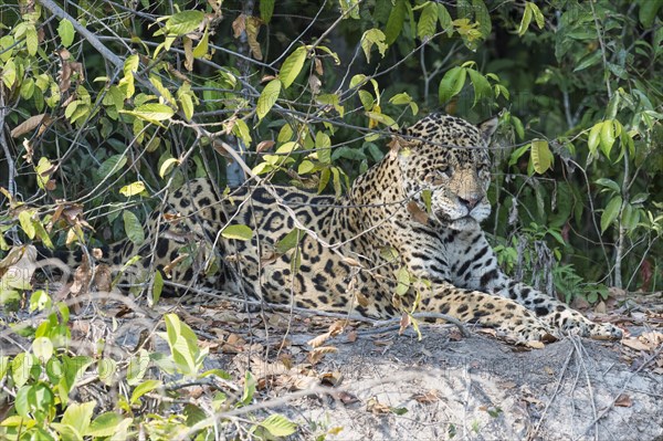 Male jaguar