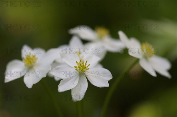 (Anemone narcissiflora)