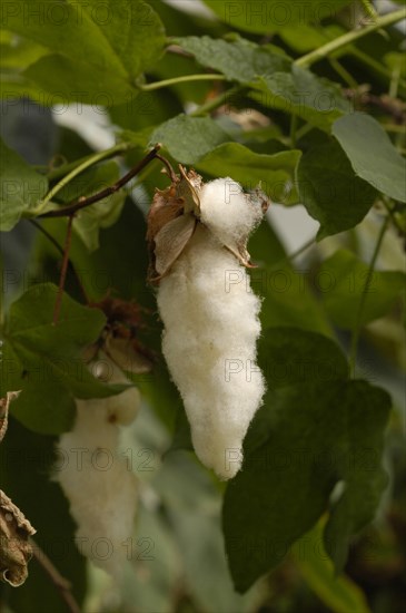 Cotton bush