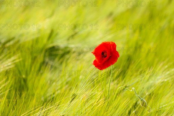 Corn poppy in the wheat field