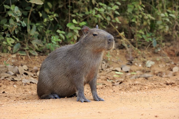 Capybara