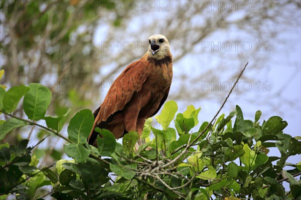 Black-collared hawk