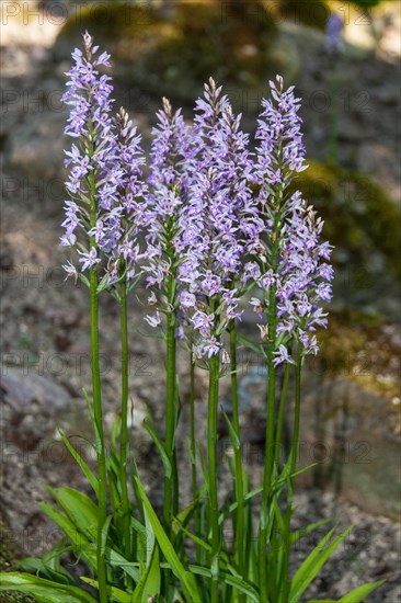 Dactylhoriza fuchsii FUCHS' KNABBERRY