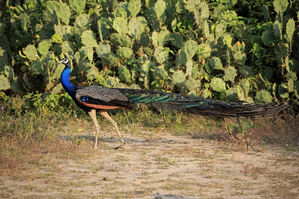 Indian peafowl