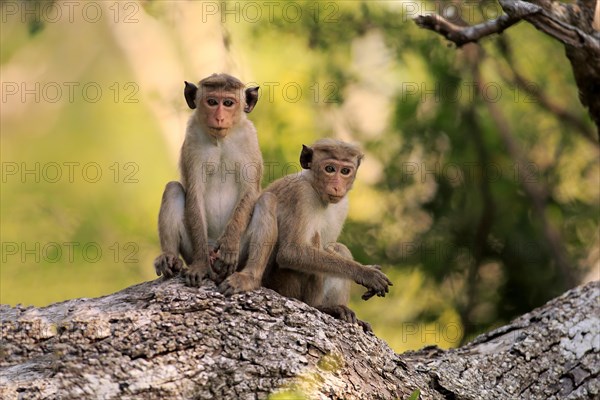 Toque macaque