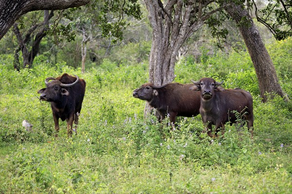 Water buffalo