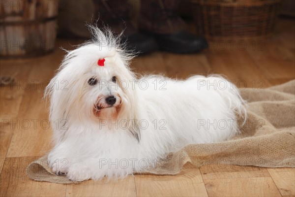 Coton de Tulear