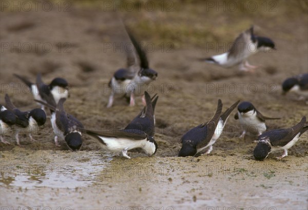 Common house martins