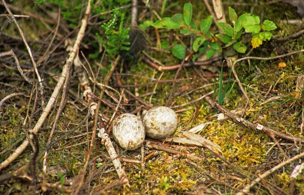 Eurasian Nightjar