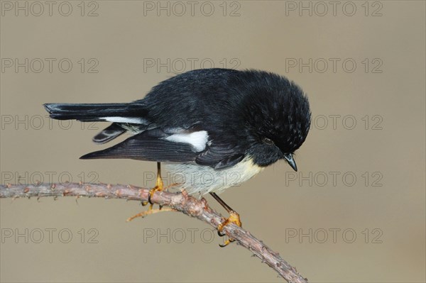 South Island Tomtit