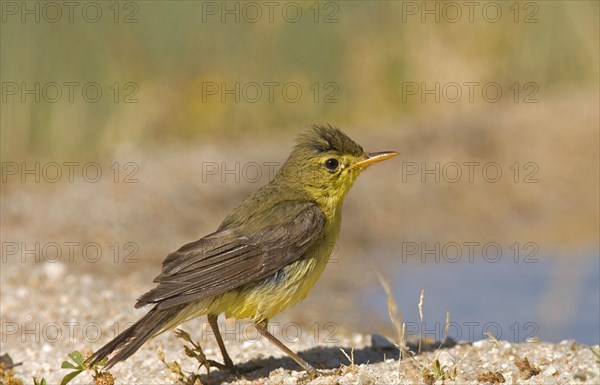 Melodious warbler