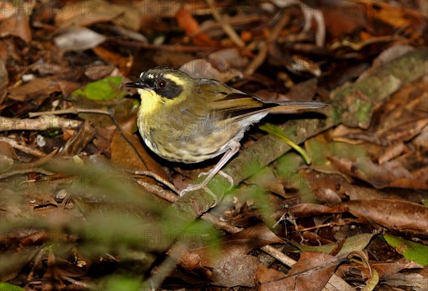 Yellow-throated Scrubwren