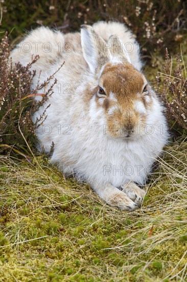 Mountain Hare