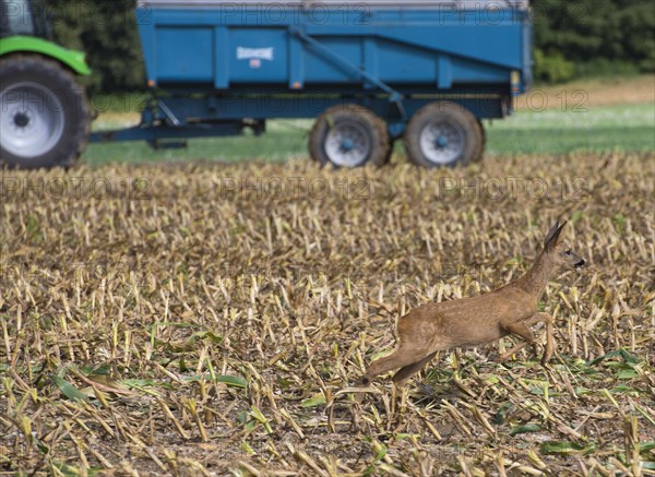 Western european roe deer