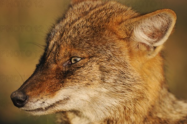 Golden Jackal