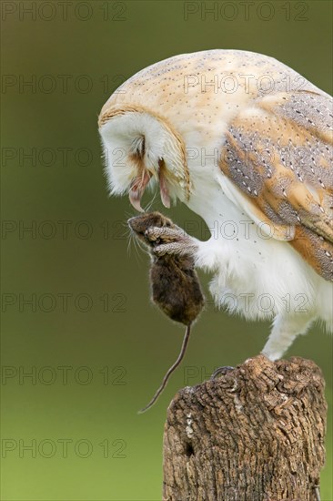 Common barn owl