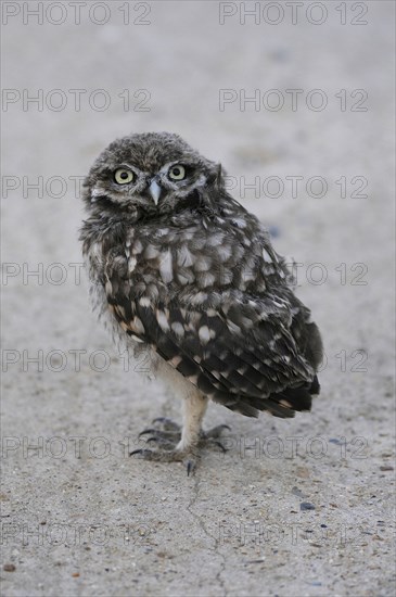 Little owl