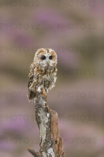 Tawny owl