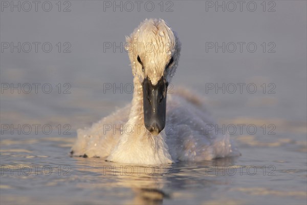 Mute Swan