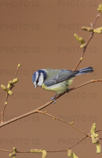 Blue tit