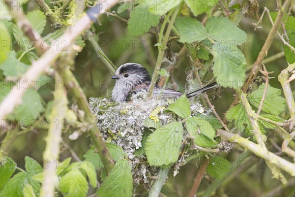 Long-long-tailed tits