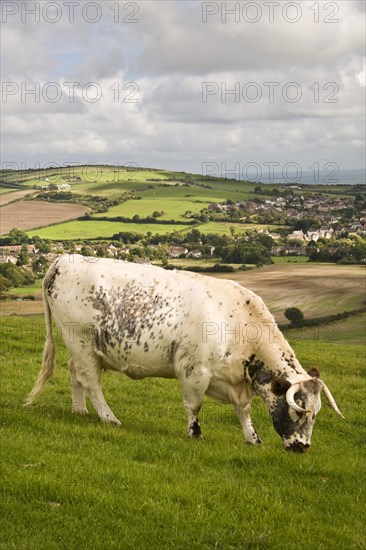 Domestic cattle