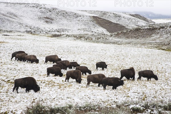 North American Bison