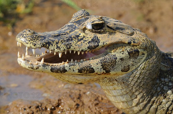 Paraguayan yacare caiman