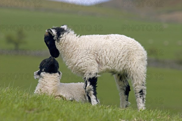 Domestic Sheep