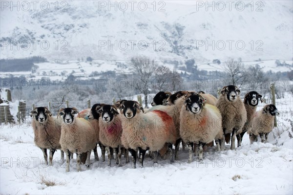 Domestic Sheep