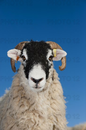 Domestic Sheep