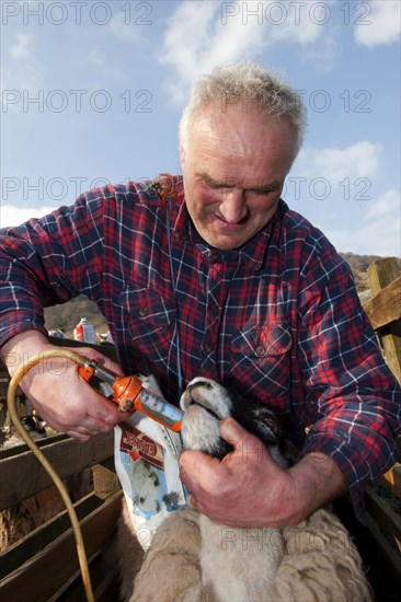 Sheep farming