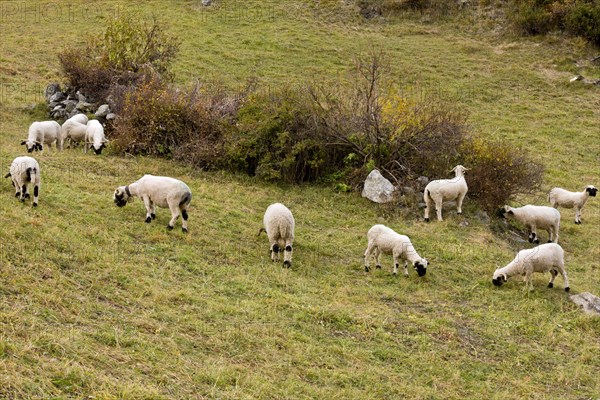 Domestic Sheep