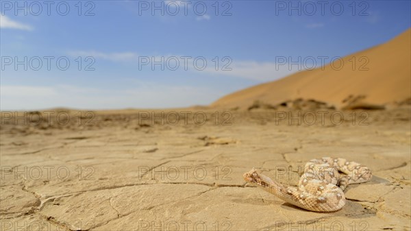 Horned dwarf puff adder