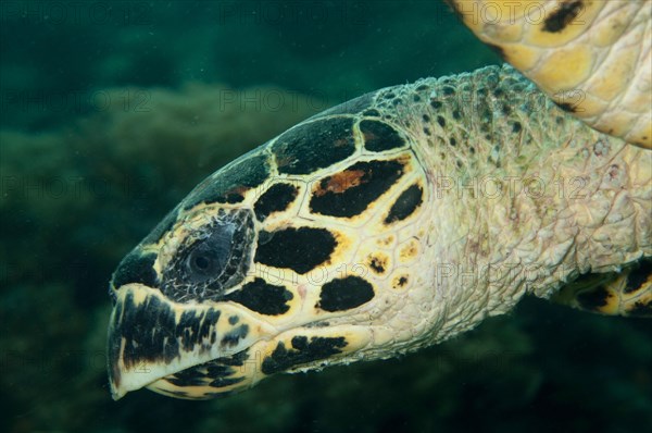 Loggerhead turtle