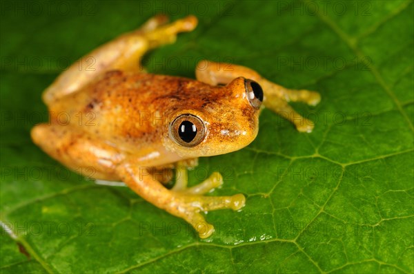 Liberian Banana Frog