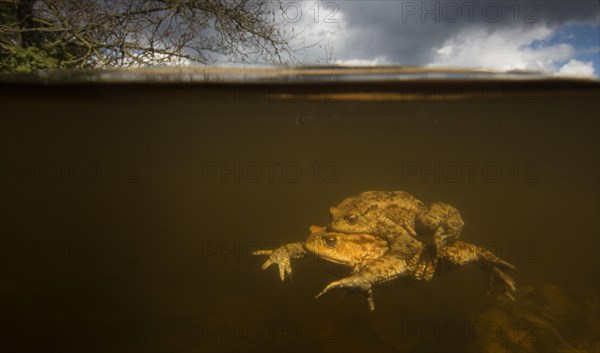 Common Toad