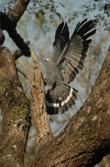 Harrier-hawk