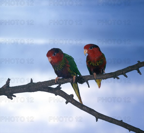 Golden Lorikeet