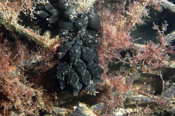 Common cuttlefish